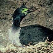 Pitt Island shag | Kawau o Rangihaute. Adult on nest showing facial skin. Little Mangere Island, Chatham Islands, September 1976. Image &copy; Department of Conservation (image ref: 10035643) by Dick Veitch, Department of Conservation Courtesy of Department of Conservation
