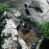 Pitt Island shag | Kawau o Rangihaute. Pair with chicks close to fledging. Rangatira Island, Chatham Islands, December 2002. Image &copy; Department of Conservation (image ref: 10050877) by Helen Gummer, Department of Conservation Courtesy of Department of Conservation