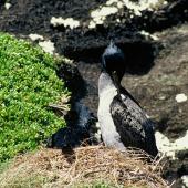 Pitt Island shag | Kawau o Rangihaute. Adult bird preening at the nest. Rangatira Island, Chatham Islands, November 2002. Image &copy; Department of Conservation (image ref: 10050880) by Helen Gummer, Department of Conservation Courtesy of Department of Conservation