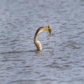 Darter. Adult female swimming with impaled fish. Jerrabomberra Wetlands, Australian Capital Territory, June 2020. Image &copy; Graham Gall 2020 birdlifephotography.org.au by Graham Gall