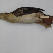 Darter. Adult female specimen in Canterbury Museum (AV14971) - first New Zealand record. Hokitika. Image &copy; Colin Miskelly by Colin Miskelly