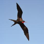 Great frigatebird. Adult male in flight. Rocky Point, Christmas Island, February 2016. Image &copy; Pam Kenway 2016 birdlifephotography.org.au by Pam Kenway