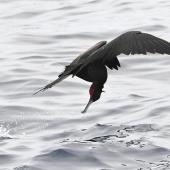 Great frigatebird. Adult male feeding. Meyer Islands (Kermadecs), March 2021. Image &copy; Scott Brooks (ourspot) by Scott Brooks