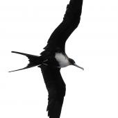 Great frigatebird. Adult female in flight. Meyer Islands (Kermadecs), March 2021. Image &copy; Scott Brooks (ourspot) by Scott Brooks