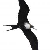 Great frigatebird. Immature female in flight. Meyer Islands (Kermadecs), March 2021. Image &copy; Scott Brooks (ourspot) by Scott Brooks