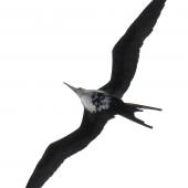 Great frigatebird. Immature female in flight. Meyer Islands (Kermadecs), March 2021. Image &copy; Scott Brooks (ourspot) by Scott Brooks