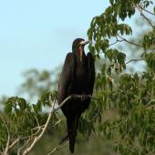 Great frigatebird. Adult male. Ile Europa, Mozambique Channel, November 2008. Image &copy; James Russell by James Russell