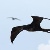 Great frigatebird. Subadult male. Ile Europa, Mozambique Channel, November 2008. Image &copy; James Russell by James Russell