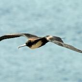 Great frigatebird. Adult female in flight. Norfolk Island, March 2011. Image &copy; Duncan Watson by Duncan Watson