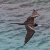 Great frigatebird. Adult female in flight. Norfolk Island, January 2017. Image &copy; Imogen Warren by Imogen Warren