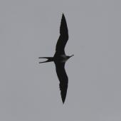 Great frigatebird. Adult female in flight. Raoul Island, Kermadec Islands. Image &copy; Gareth Rapley by Gareth Rapley