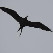 Great frigatebird. Adult male in flight. Raoul Island, Kermadec Islands. Image &copy; Gareth Rapley by Gareth Rapley