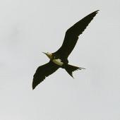Lesser frigatebird. Juvenile in flight. Savusavu, Vanua Levu, Fiji, September 2006. Image &copy; Alan Tennyson by Alan Tennyson