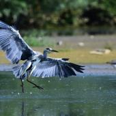 Grey heron. Adult landing. Bas-rebourseaux, France, August 2017. Image &copy; Cyril Vathelet by Cyril Vathelet