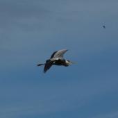Grey heron. In flight. Vienna, June 2012. Image &copy; Alan Tennyson by Alan Tennyson