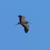 Grey heron. Adult in flight. West Coast National Park, South Africa, November 2015. Image &copy; Alan Tennyson by Alan Tennyson