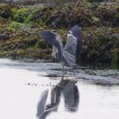 Grey heron. Adult with wings spread (black-headed gull in foreground). Torquay, England, July 2015. Image &copy; Alan Tennyson by Alan Tennyson