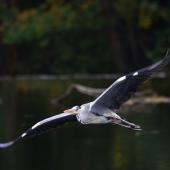 Grey heron. Adult in flight. Auxerre, France, October 2015. Image &copy; Cyril Vathelet by Cyril Vathelet