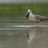 Southern black-backed gull. Immature bird holding a duckling. Auckland, September 2015. Image &copy; Bartek Wypych by Bartek Wypych