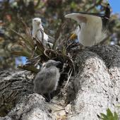 Southern black-backed gull. Parents with chick at the nest, high up on a pohutukawa. Wenderholm Regional Park, December 2014. Image &copy; Marie-Louise Myburgh by Marie-Louise Myburgh