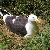 Southern black-backed gull. Adult on nest. Matiu/Somes Island, Wellington, December 2006. Image &copy; Ian Armitage by Ian Armitage