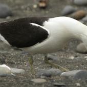 Southern black-backed gull. Adult calling. Turakina River estuary, January 2011. Image &copy; Ormond Torr by Ormond Torr