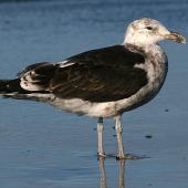 Southern black-backed gull. Immature. Whanganui, March 2008. Image &copy; Ormond Torr by Ormond Torr