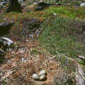 Southern black-backed gull. Nest with 3 eggs. Kapiti Island, January 1989. Image &copy; Colin Miskelly by Colin Miskelly