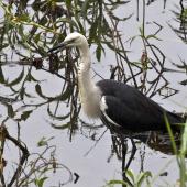 Pacific heron. Adult. Hasties Swamp Atherton Tablelands Queensland Australia, August 2015. Image &copy; Rebecca Bowater by Rebecca Bowater www.floraandfauna.co.nz