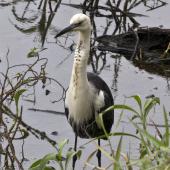 Pacific heron. Adult. Hasties Swamp Atherton Tablelands Queensland Australia, August 2015. Image &copy; Rebecca Bowater by Rebecca Bowater www.floraandfauna.co.nz
