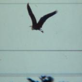 Pacific heron. Adult flying. Hokitika, July 2002. Image &copy; Nicholas Allen by Nicholas Allen nick_allen@xtra.co.nz
