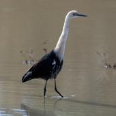 Pacific heron. Non-breeding adult. Menindee Lakes, New South Wales, Australia. Image &copy; Sonja Ross by Sonja Ross