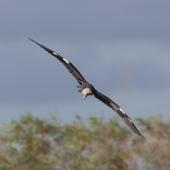 Pacific heron. Adult in flight. Winton, Queensland, Australia, July 2010. Image &copy; Sonja Ross by Sonja Ross