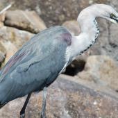 Pacific heron. Non-breeding adult with freshwater crayfish. Blue Mountains,  New South Wales,  Australia, April 2015. Image &copy; Imogen Warren by Imogen Warren