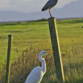 Kōtuku | White heron. Size comparison with white-faced heron. Miranda. Image &copy; noel by noel