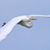 White heron.  Adult in flight. Miranda, March 2012. Image &copy; Raewyn Adams by Raewyn Adams