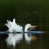 Kōtuku | White heron. Adult bathing. Lake Hood, Ashburton lakes, April 2011. Image &copy; Craig McKenzie by Craig McKenzie