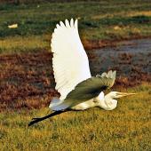Kōtuku | White heron. Adult in flight. Miranda. Image &copy; Noel Knight by Noel Knight
