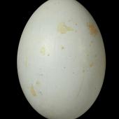 Kōtuku | White heron. Egg 55.4 x 38.5 mm (NMNZ OR.007329, collected by Robert Falla). Waitangiroto River, South Westland, November 1949. Image &copy; Te Papa by Jean-Claude Stahl