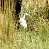 Cattle egret. Non-breeding adult among cattle. Cape Reinga Road, May 2015. Image &copy; Les Feasey by Les Feasey