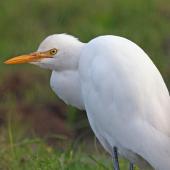 Cattle egret. Close up of adult. Mokau, May 2011. Image &copy; Duncan Watson by Duncan Watson