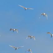 Cattle egret. Flock in flight. Daintree River, Queensland, Australia, July 2013. Image &copy; Alan Tennyson by Alan Tennyson