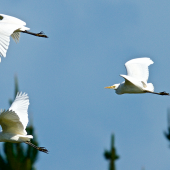 Cattle egret. In flight, part of a flock of 18. Unahi, Northland, June 1015. Image &copy; Les Feasey by Les Feasey