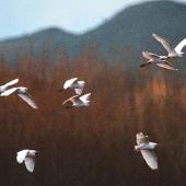 Cattle egret. Flock of birds in flight. Whangaehu, August 1986. Image &copy; Ormond Torr by Ormond Torr