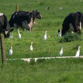 Cattle egret. Flock amongst cattle. Rangiriri. Image &copy; Noel Knight by Noel Knight
