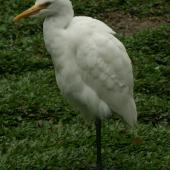 Cattle egret. Adult, non-breeding. Cairns, August 2008. Image &copy; Andrew Thomas by Andrew Thomas