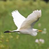 Plumed egret. Adult in flight. Polokwane, South Africa, January 2015. Image &copy; Duncan Watson by Duncan Watson