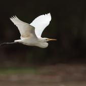 Plumed egret. Adult in flight. Lotusbird Lodge, Yarraden, Queensland, October 2017. Image &copy; Ian Wilson 2017 birdlifephotography.org.au by Ian Wilson