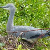 White-faced heron. Juvenile at the nest. Stanmore Bay wetlands, October 2012. Image &copy; Heather Whear by Heather Whear