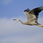 White-faced heron. In flight showing outstretched neck. Tapotupotu Bay, April 2012. Image &copy; Raewyn Adams by Raewyn Adams